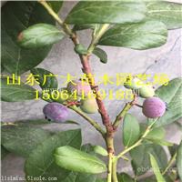 北陆蓝莓树苗安顺蓝莓苗报价