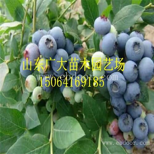 布里吉塔蓝莓树苗南京蓝莓苗批发基地