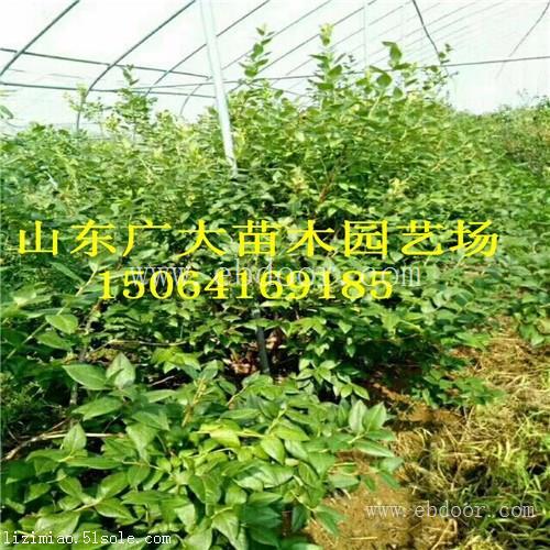 布里吉塔蓝莓树苗徐州蓝莓苗新品种