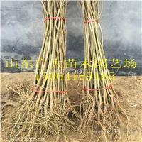 泰安高新区广大园艺场如意红石榴树沧州哪里石榴苗有售卖的