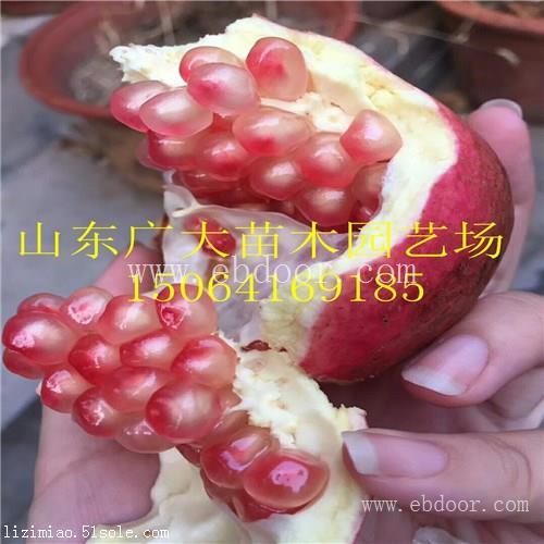 泰安高新区广大园艺场红玛瑙石榴树漯河石榴苗行情