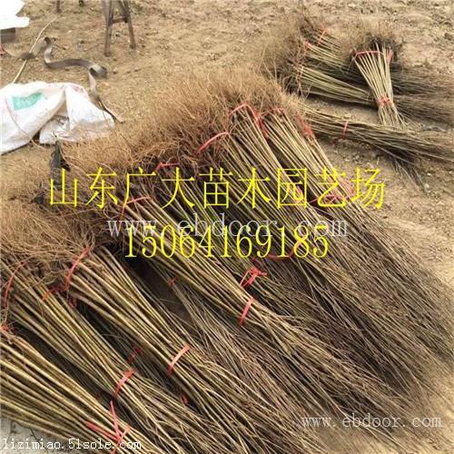 泰安高新区广大园艺场如意红石榴树长治2018年石榴苗价格