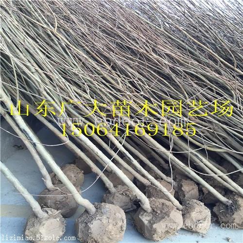 泰安高新区广大园艺场突尼斯软籽石榴树厦门石榴苗新品种