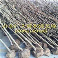 泰安高新区广大园艺场突尼斯软籽石榴树厦门石榴苗新品种