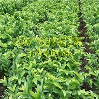 泰安高新区广大园艺场如意红石榴树山南地区石榴苗价格查询