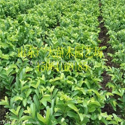 泰安高新区广大园艺场如意红石榴树山南地区石榴苗价格查询