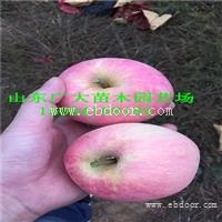 红肉苹果苗开封苹果苗基地在哪儿