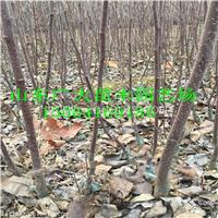 果光苹果苗中卫苹果苗采购价格