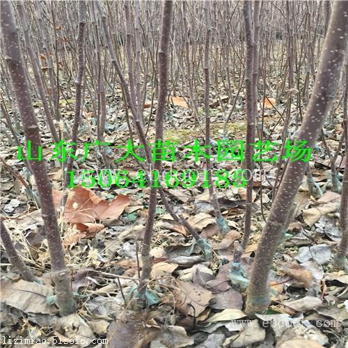 果光苹果苗中卫苹果苗采购价格