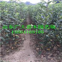 2017年苹果苗株洲苹果苗报价