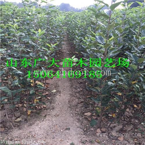 2017年苹果苗株洲苹果苗报价