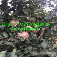 烟富8苹果苗忻州苹果苗基地