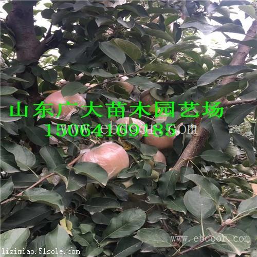 烟富8苹果苗忻州苹果苗基地