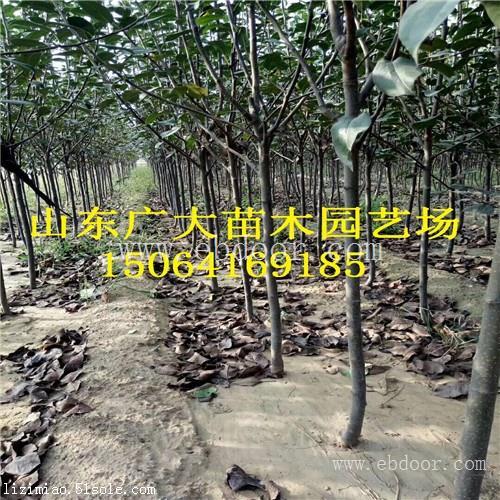 新红星苹果苗通化矮化苹果苗基地