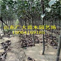 新红星苹果苗通化矮化苹果苗基地
