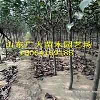 新红星苹果苗通化矮化苹果苗基地