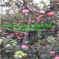 红富士苹果苗齐齐哈尔苹果苗采购价格