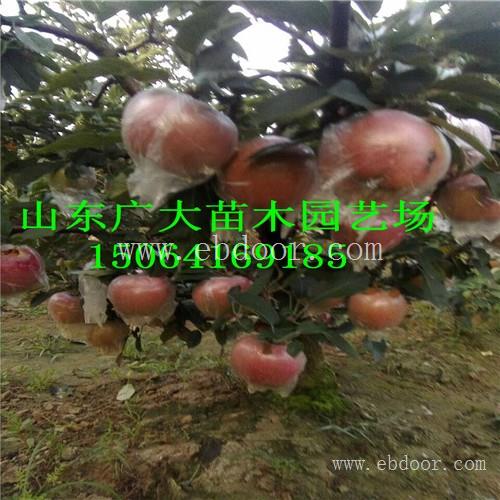 早霞苹果苗抚顺苹果苗栽培管理技术