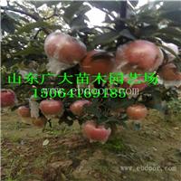 早霞苹果苗抚顺苹果苗栽培管理技术