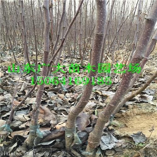 烟富3苹果苗牡丹江苹果苗供应价格