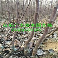 烟富3苹果苗牡丹江苹果苗供应价格