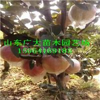 金帅苹果苗昌都地苹果苗新品种