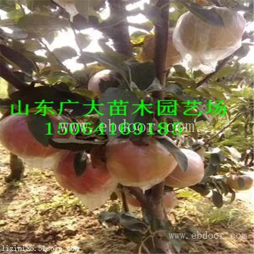 金帅苹果苗昌都地苹果苗新品种