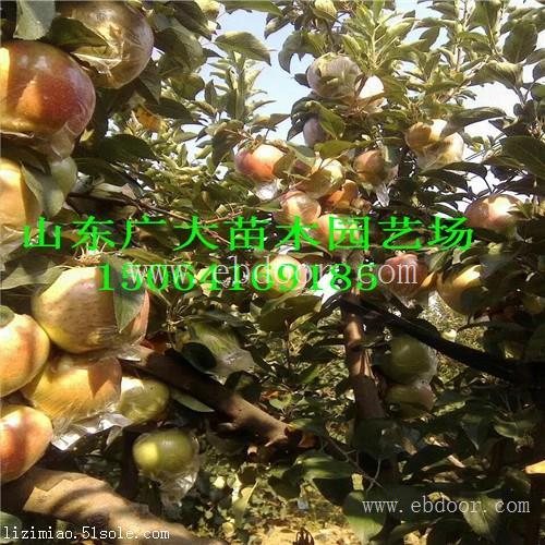新2001苹果苗定西苹果苗供应价格