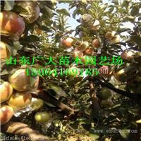 新2001苹果苗定西苹果苗供应价格