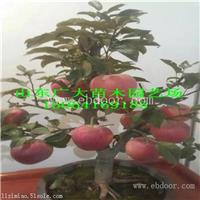 果光苹果苗铜川苹果苗基地