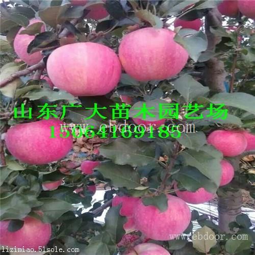 早霞苹果苗上饶矮化苹果苗基地