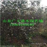 烟富6苹果苗新余苹果苗批发