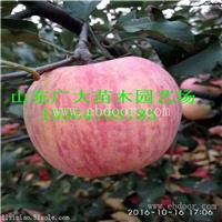 烟富6苹果苗白山苹果苗价格查询