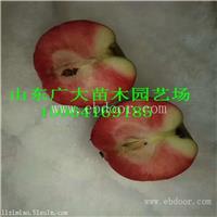 嘎啦苹果苗佛山矮化苹果苗基地