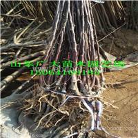 烟富6苹果苗淮南苹果苗新品种