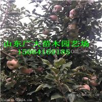 烟富8苹果苗亳州苹果苗多少钱一棵