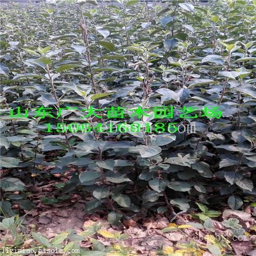 烟富8苹果苗吴忠苹果苗报价