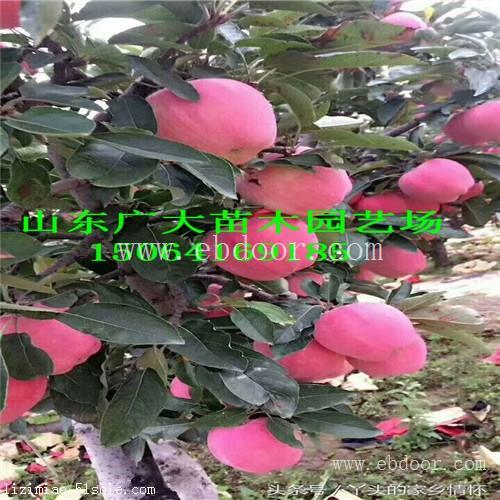 烟富3苹果苗泰安苹果苗价格多少