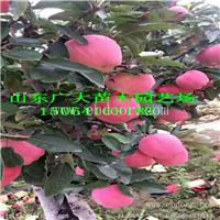 烟富3苹果苗泰安苹果苗价格多少