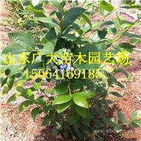 奥尼尔蓝莓树苗七台河蓝莓苗价格查询