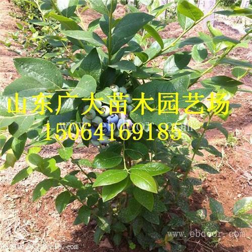 奥尼尔蓝莓树苗七台河蓝莓苗价格查询
