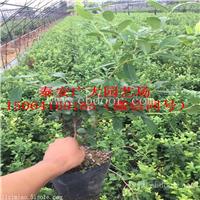 奥尼尔蓝莓树苗廊坊蓝莓苗行情