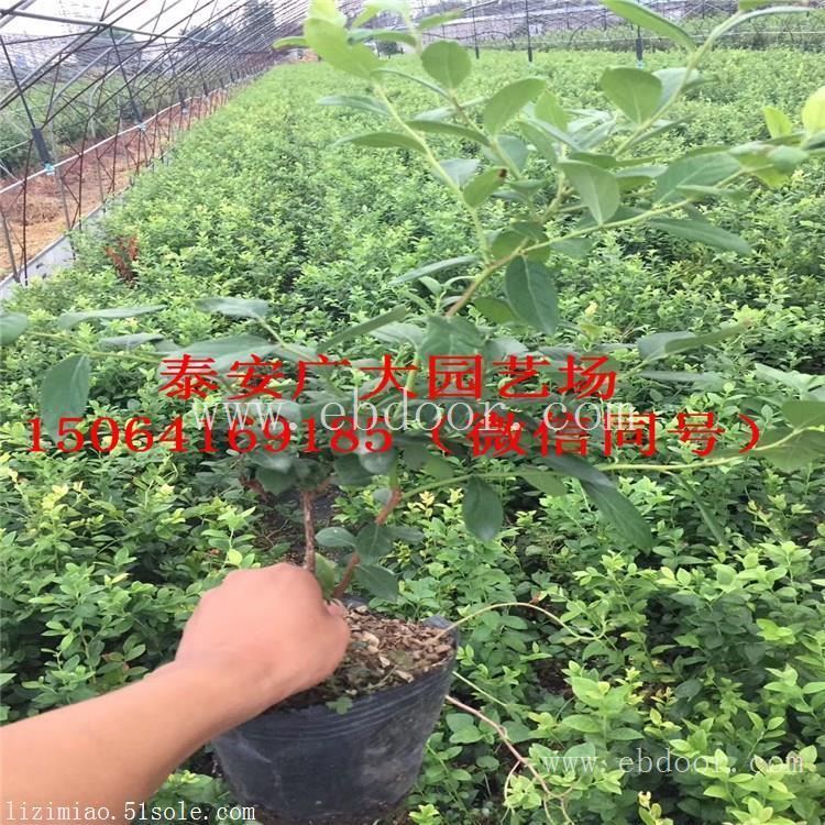 奥尼尔蓝莓树苗廊坊蓝莓苗行情