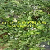 莱克西蓝莓树苗日喀则地蓝莓苗价格多少