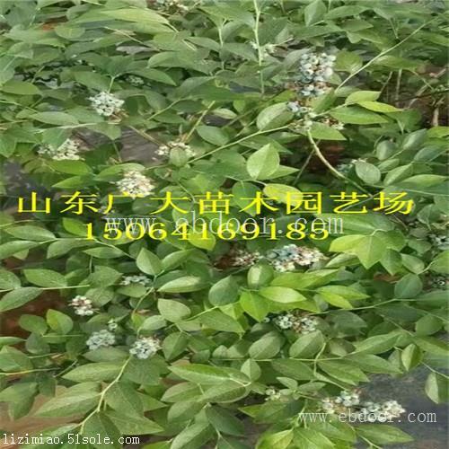 莱克西蓝莓树苗日喀则地蓝莓苗价格多少