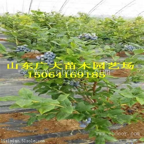 薄雾蓝莓树苗七台河蓝莓苗新品种