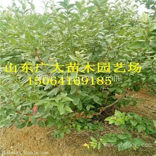 北陆蓝莓树苗兰州蓝莓苗