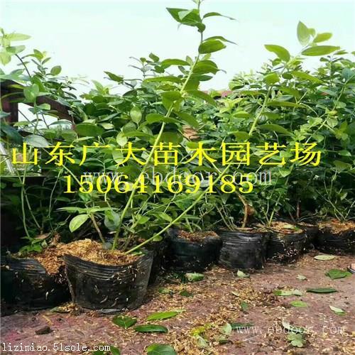 莱克西蓝莓树苗武威蓝莓苗基地在哪儿