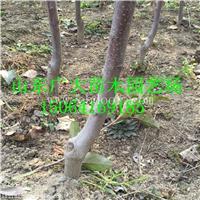 烟富6苹果苗杭州苹果苗价格