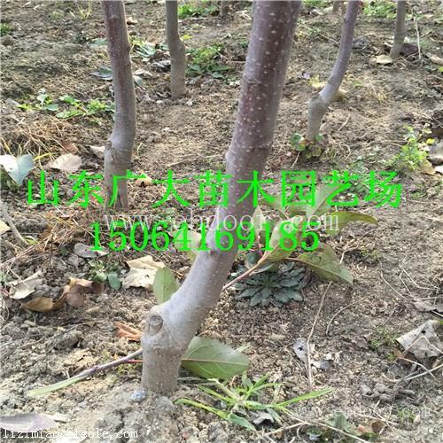 烟富6苹果苗杭州苹果苗价格